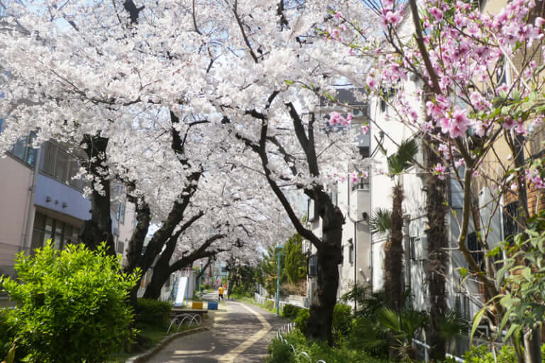 桃町緑道の桜