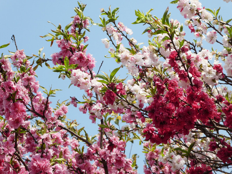 守口市 関西電力さんのところに珍しい木 一本の木から3色の花が満開 梅 桃 桜 情報提供 号外net 守口 門真