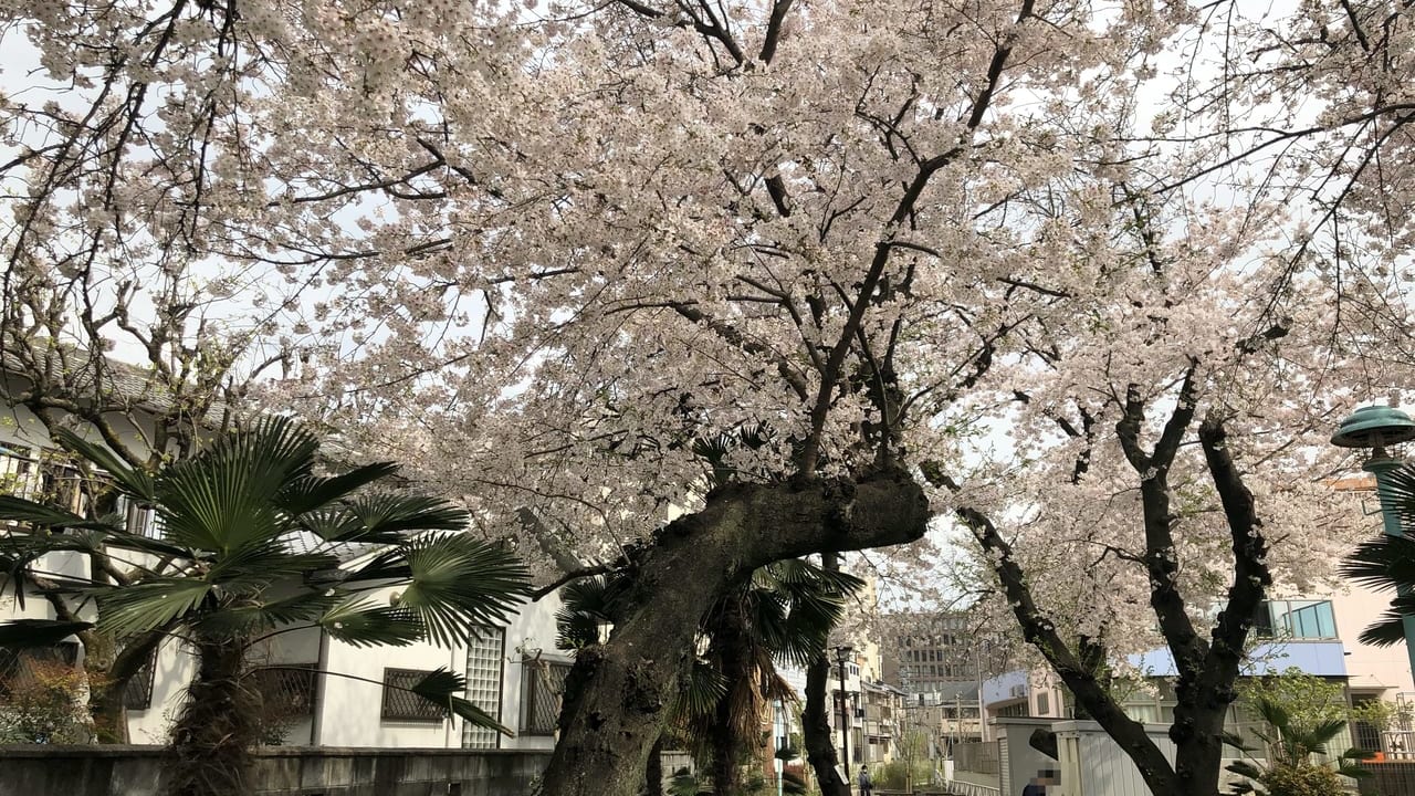 桃町緑道公園桜