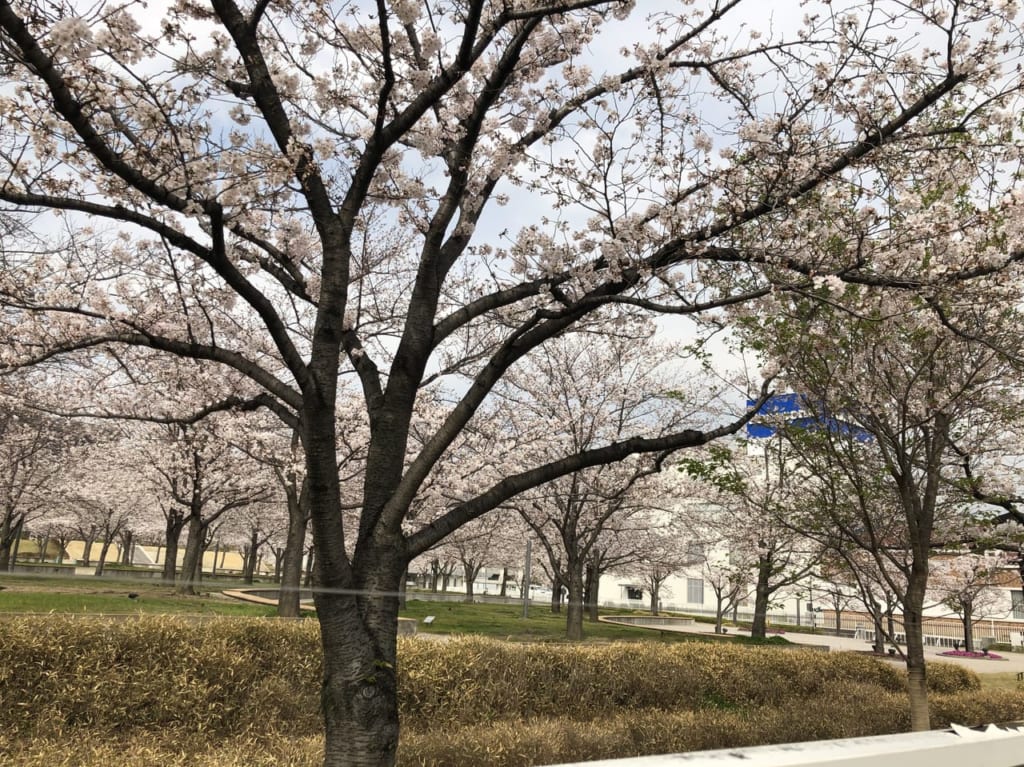 パナソニックの桜