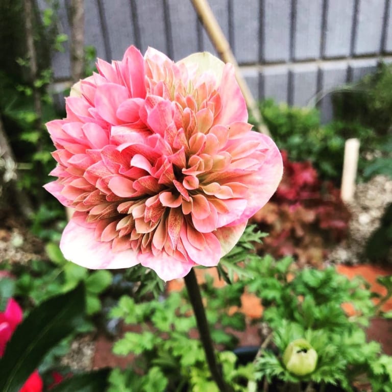 le petit jardin