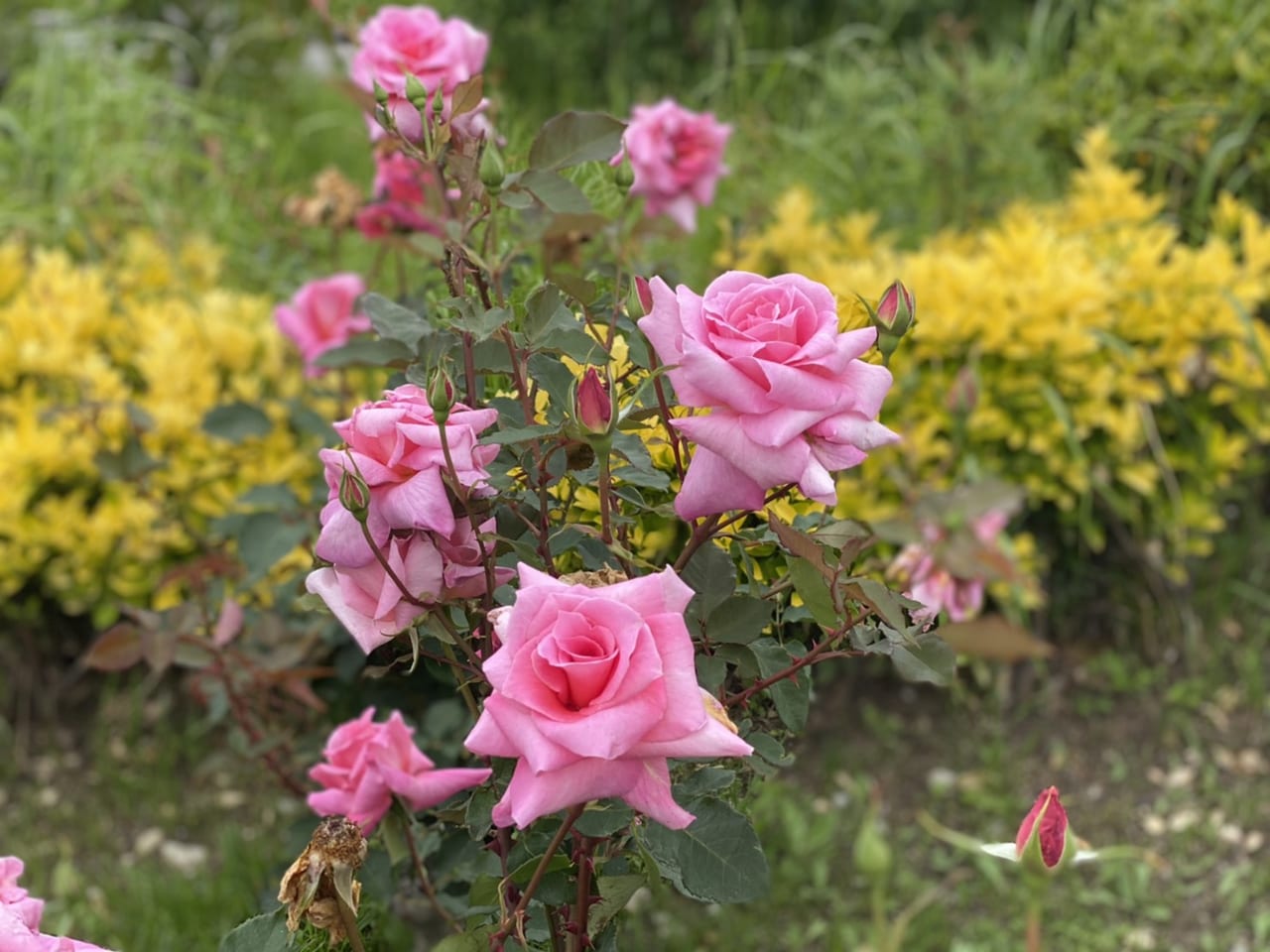 守口市 鶴見緑地のバラ園が見ごろ 風車の丘も夏の花に植え替えが始まります 号外net 守口 門真