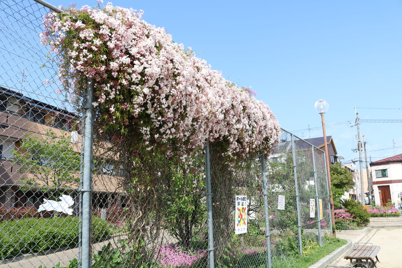 守口市 今年は早めの最盛期 樹齢３００年 妙楽寺のオオムラサキツツジと大久保中央公園のキリシマツツジが見頃でした 号外net 守口 門真